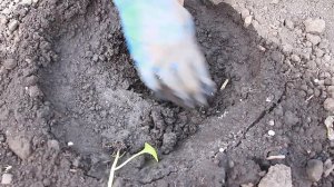 ? Лучшая подкормка КАПУСТЫ после высадки в грунт ? Эксперимент #1