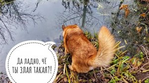 Видео с моим негодованием, непозитивное. Про неприём птиц с улицы и умиральные услуги