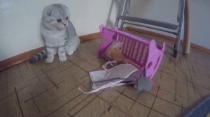 ?КОТЕНОК ХЛОЯ ? Смешное Видео про Котенка ?Игрушки для котят ? Игры с котом