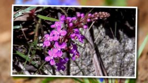 10 Растений, Которые Едят Животных и Насекомых