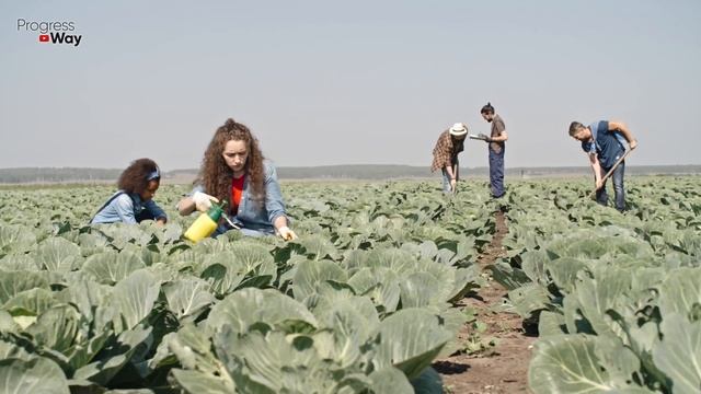 ВСЕГО 5 КАПЕЛЬ И НЕТ ВРЕДИТЕЛЕЙ НА КАПУСТЕ! ЭФИРНОЕ МАСЛО ОТ ВРЕДИТЕЛЕЙ НА КАПУСТЕ! смотреть онлайн