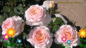 Роза чайно-гибридная АндрЭ лё нотр. Краткий обзор, описание характеристик Alec's Red