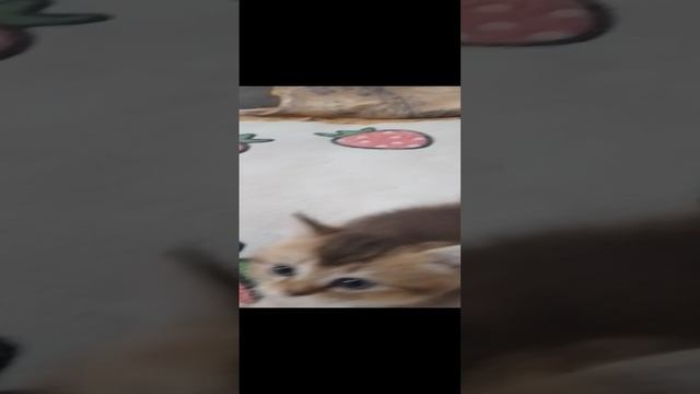 Шотландский котёнок 'золотая шиншилла'
