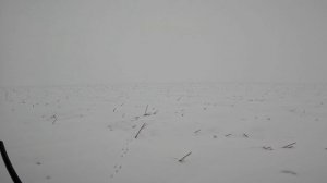 Охота на зайца 7-0. 31.12.2022 г.