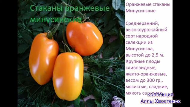 Коллекционные сорта томатов