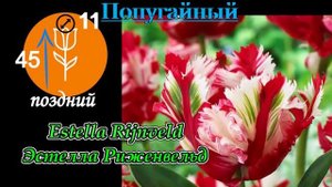 Самые красивые сорта ТЮЛЬПАНОВ. Топ - 25.The most beautiful tulips