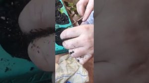 Пикирование Катальпы