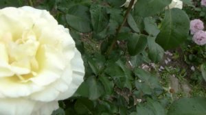 Обрезка чайно-гибридных роз первогодок,посадка весна 20г.Сорт Барбадос и обзор других роз(под видео