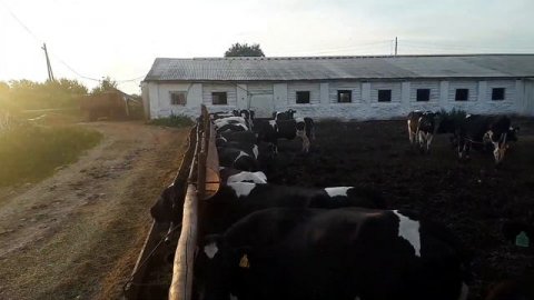 Сравнение пород КРС в деньгах. Молочная порода коров, Мясная порода коров. Какую породу КРС выбрать