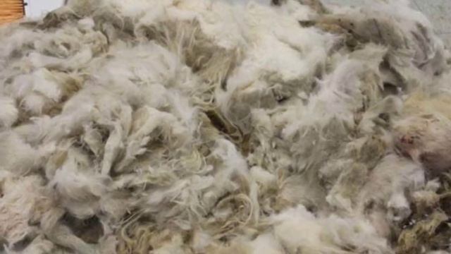 Спасение и превращение свалявшегося куска шерсти в милого пса смотреть онлайн