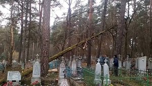 Спуск зависшего дерева
