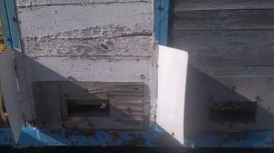Пчелы хорошо летают. Рогатые улья Паливоды.