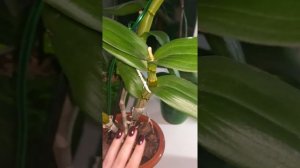 Дендрофаленопсис активно наращивает корни и цветет