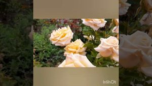 Роза Крем Карамель ( Creme Caramel) чайно-гибридная