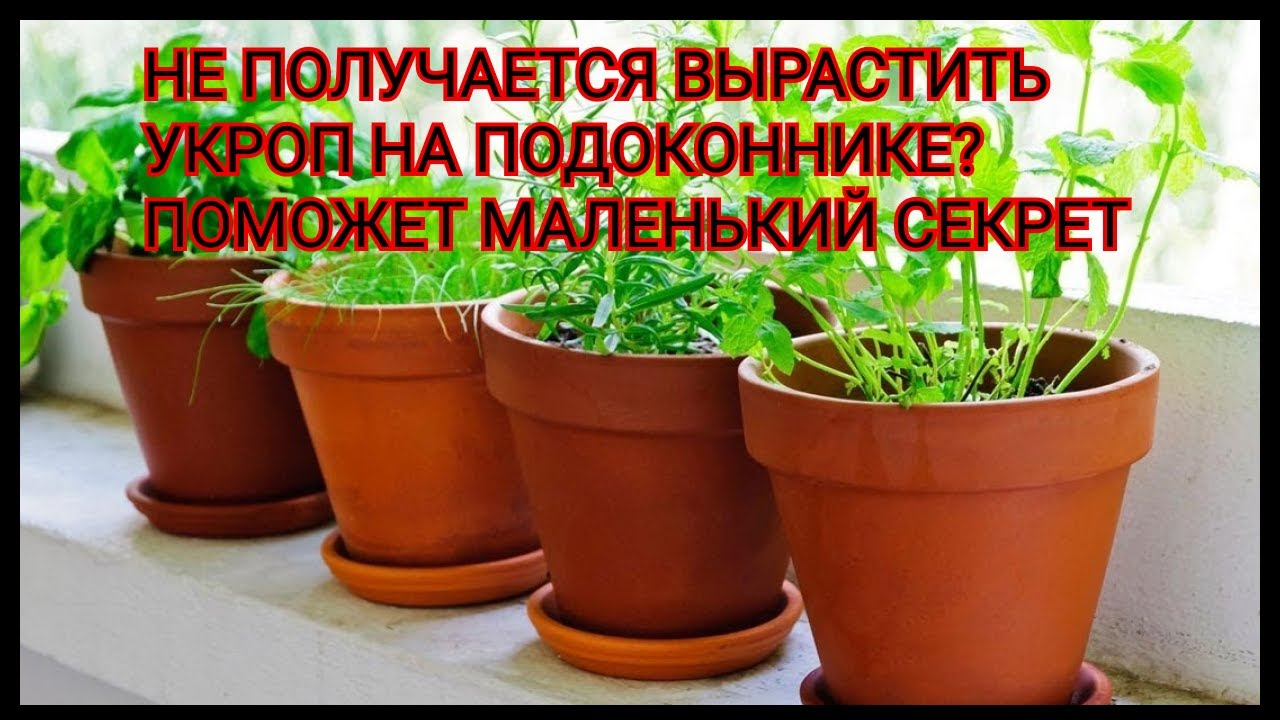 Не получается вырастить укроп на подоконнике_ Поможет маленький секрет