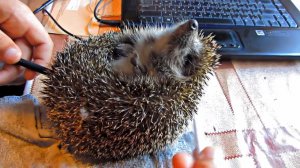 Как развернуть ежа