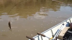 pesca de pintados com mestre cueca