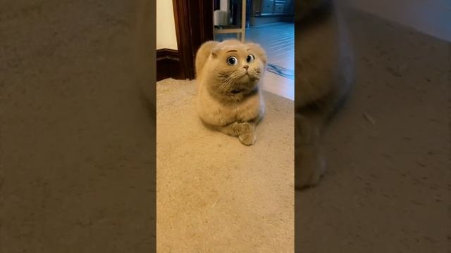 Всё! лучше уже не будет!
