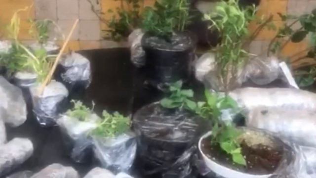Отзыв о Садовом центре Веры Глуховой
