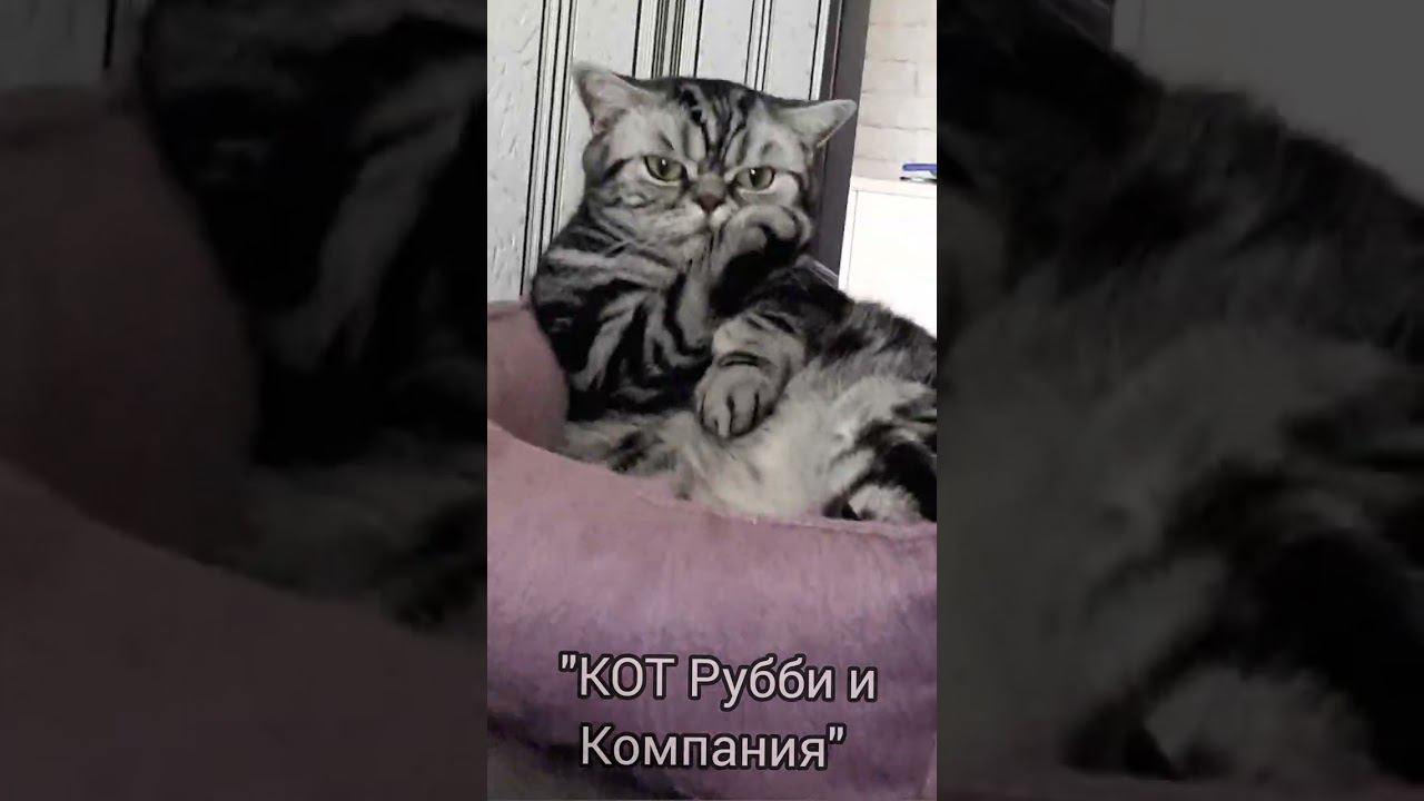 Кот Рубби! На дзен канале!