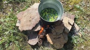 Варенье из сосновых шишек.mp4