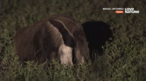 Дикая Бразилия / Brazil Untamed / Серия 8 Саванна нанду 4К