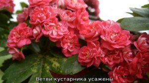 Боярышник декоративный — описание сортов