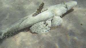  Рыба-крокодил, Пятнистый плоскоголов, Papilloculiceps