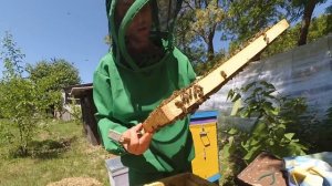 Деление пчелиной семьи