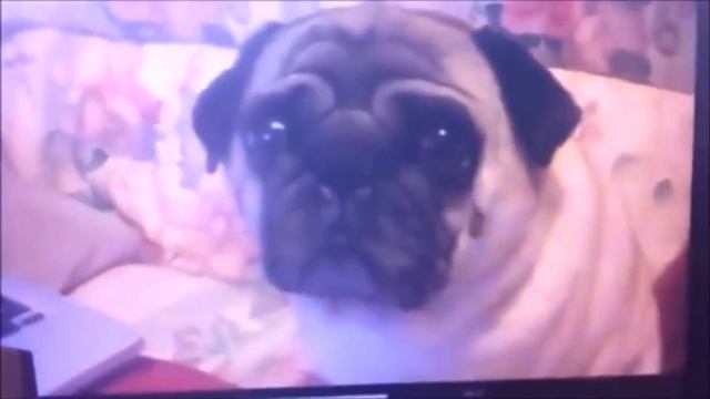 Mc Кренделёчек - ПОДВЕСНОЙ ПУПОК смотреть онлайн