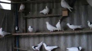 Пермские голуби