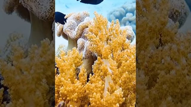 Подводный мир ? #успокаивающеевидео #спокойствие #подводныймир смотреть онлайн