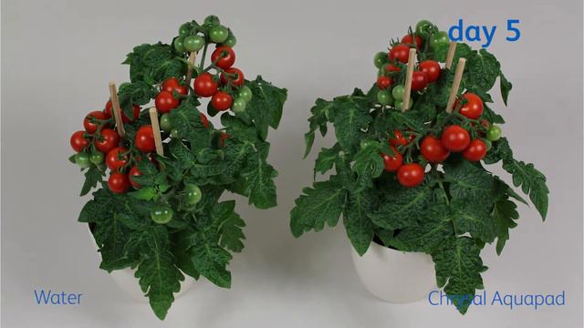 The effect of Chrysal on Tomato plant смотреть онлайн