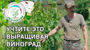 Советы по выращиванию винограда. Советы по выращиванию винограда в центральной полосе.