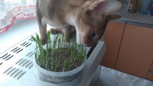 Как я выращиваю траву кошкам.