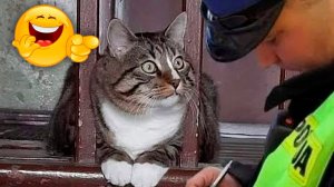? Нарушители спокойствия! ? _ Приколы с котами и собаками 2022 #15