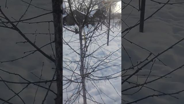 ЧТО ТАКОЕ ЧЕРЕНОК??? /// ЧЕРЕНКИ ДЛЯ ПРИВИВКИ
