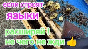 Расширение пчелосемей в апреле! ПЧЕЛОВОДСТВО!