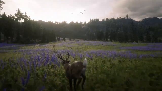 Превращение в животное в Red Dead Online (Витализм)
