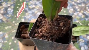 Comment Propager Zamioculcas Zamiifolia Avec Seulement Ses Feuilles Dans Une Tasse À La Maison