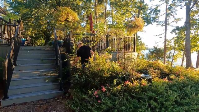 New Dawn Climbing Rose - Getting It Under Control Pruning and Training on an ArchRailing
