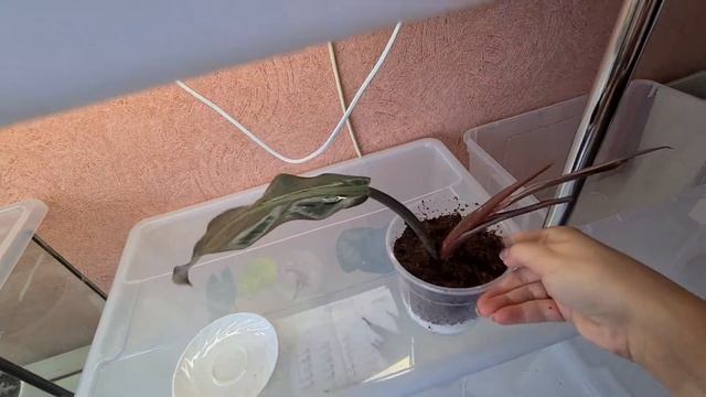 Филодендрон империал ред . смотреть онлайн