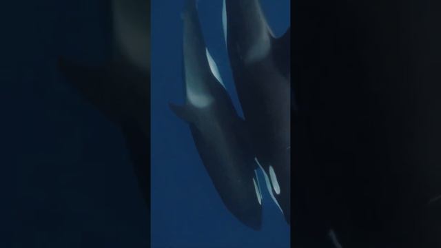 Orca and orca what a Love between mother and baby #orca #love #mother #fish #whales #dolphins #sea