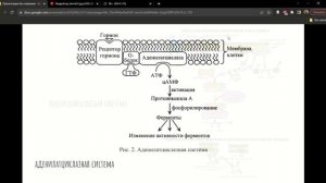 Аденилатциклазная, инозитолфосфатная системы. Передача сигнала через ядерные рецепторы.