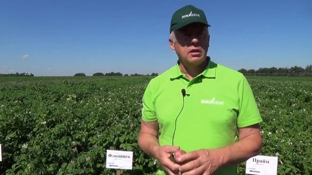 Сорта картофеля ООО "Дока-генные технологии". День картофельного поля в КФХ Николая Юзефова смотреть онлайн