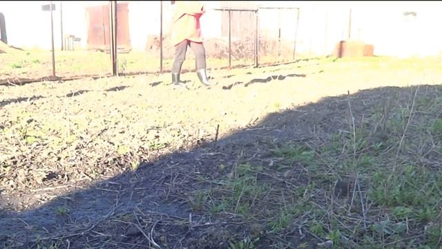 Альтернатива картошке? 2018? городская в деревне?сажаем горчицу?в первый раз ? смотреть онлайн