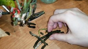 #Моишестьсоток #Орхидеи Как нарастить корни и восстановить тургор орхидее.