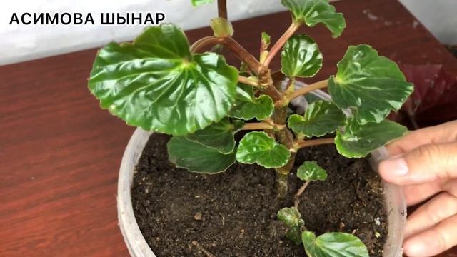 БЕГОНИЯ гүлінің түрі.Түйнекті бегония#коралловаябегония смотреть онлайн