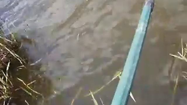 SILVER CARP-Толстолобик смотреть онлайн