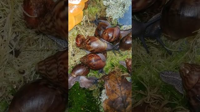 Чем отличаются Ахатина ахатина тигр от Архахатина маргинат. Тигрятки Дарк розеобилата. смотреть онлайн